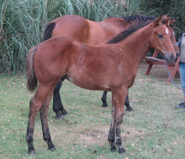 SRS - Ed x Dahleen - Lot 17